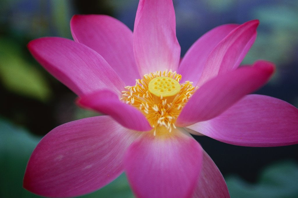 Detail of Red Lotus Lily Flower by Anonymous
