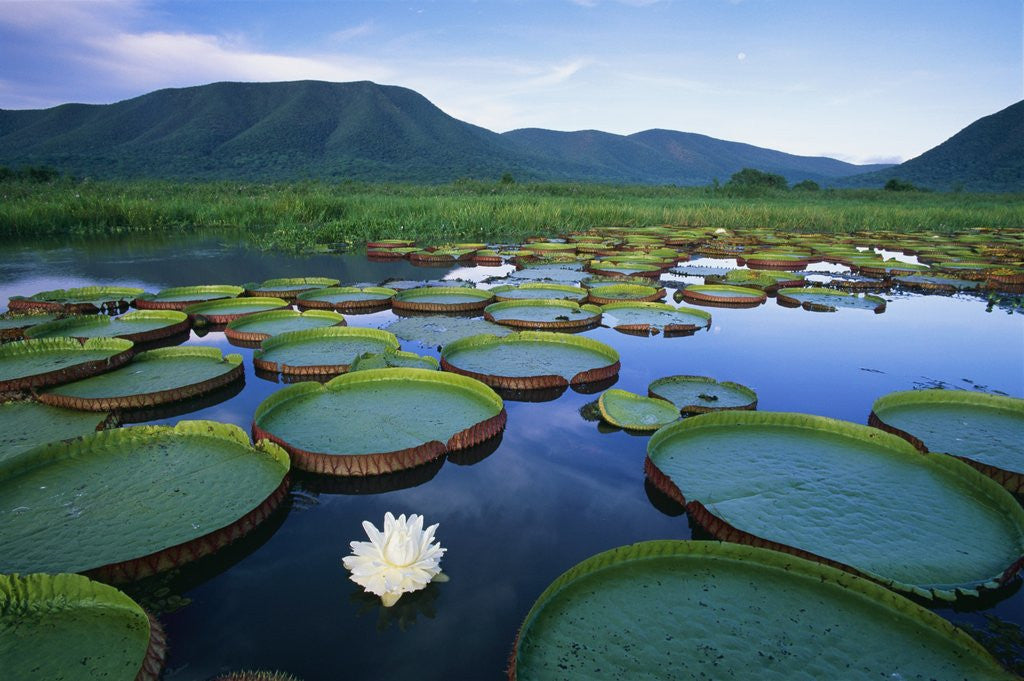Detail of Royal Water-Lilies in the Pantanal by Anonymous