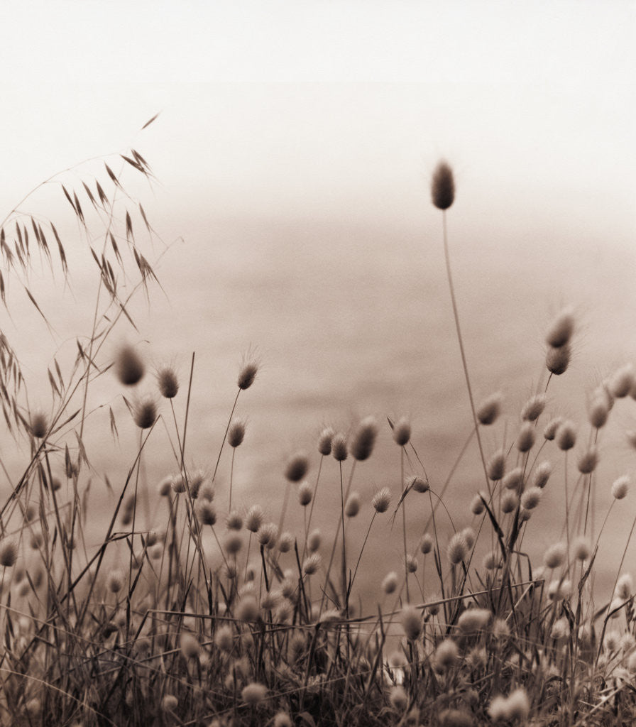 Detail of Grasses by the Ocean by Corbis