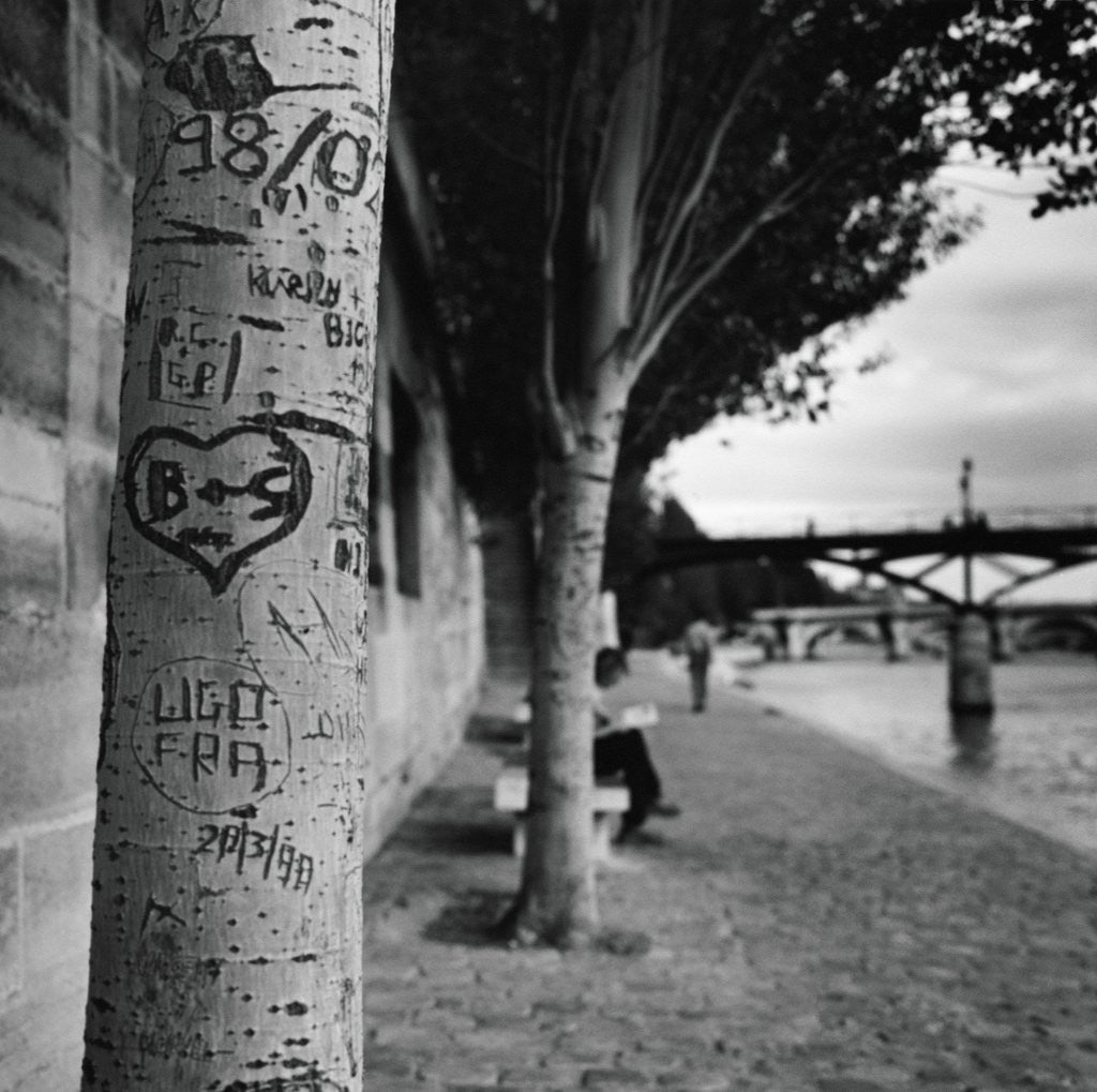 Detail of Graffiti on Tree Trunk by Anonymous