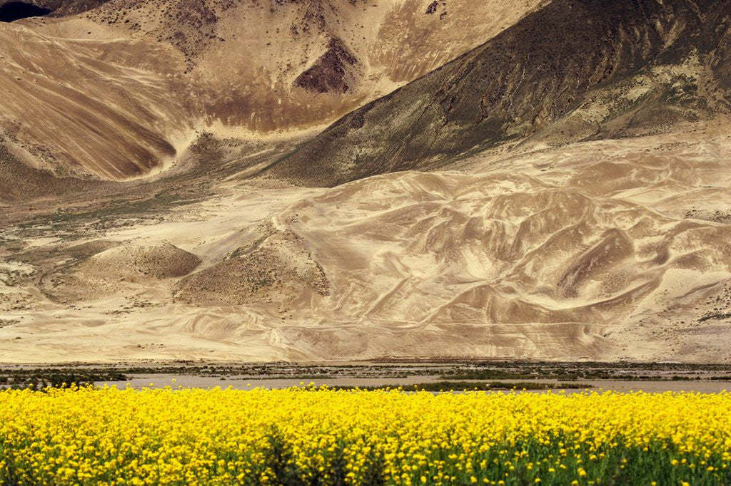 Detail of Oilseed Rape Plants Blooming at Foot of Mountain by Anonymous