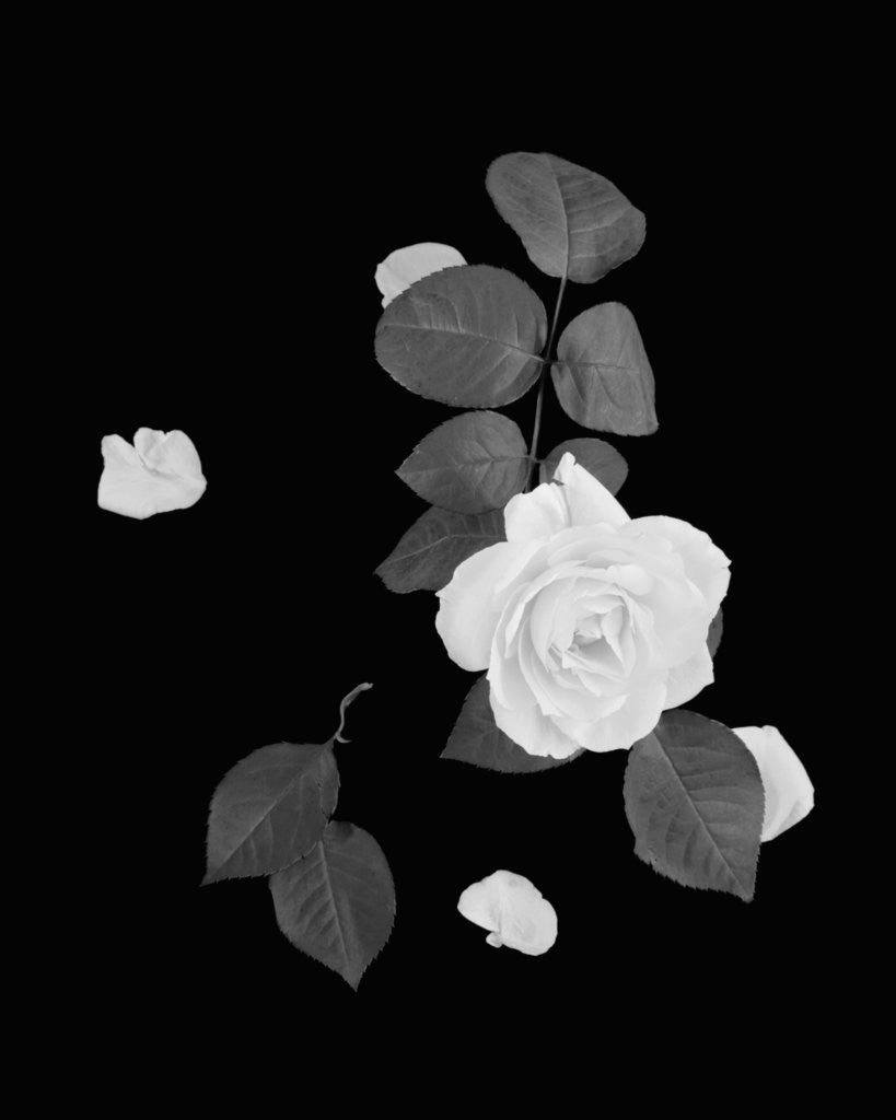 Detail of Rose and Leaves by Anonymous