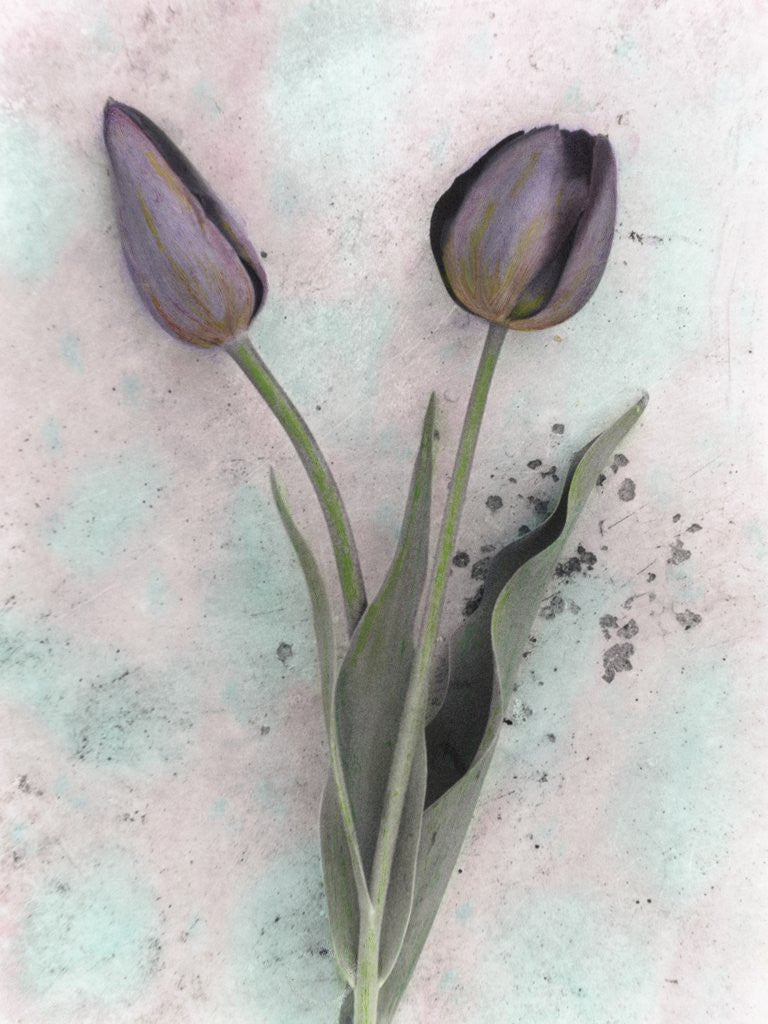 Detail of Tulips by Kim Koza