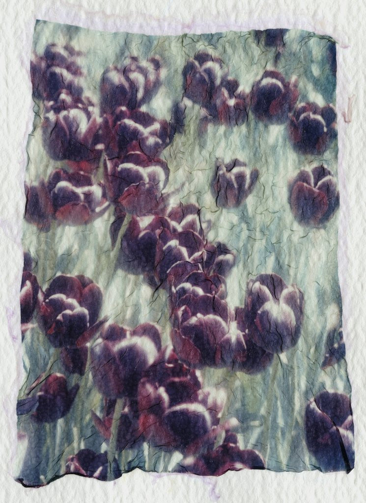 Detail of Purple Tulips by Kim Koza