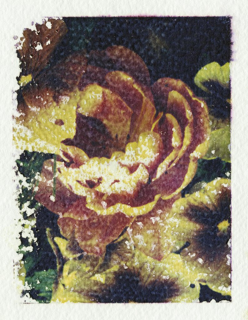 Detail of Monet's Flower by Kim Koza