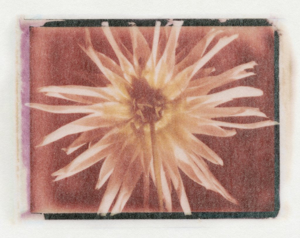 Detail of Flower Power by Kim Koza