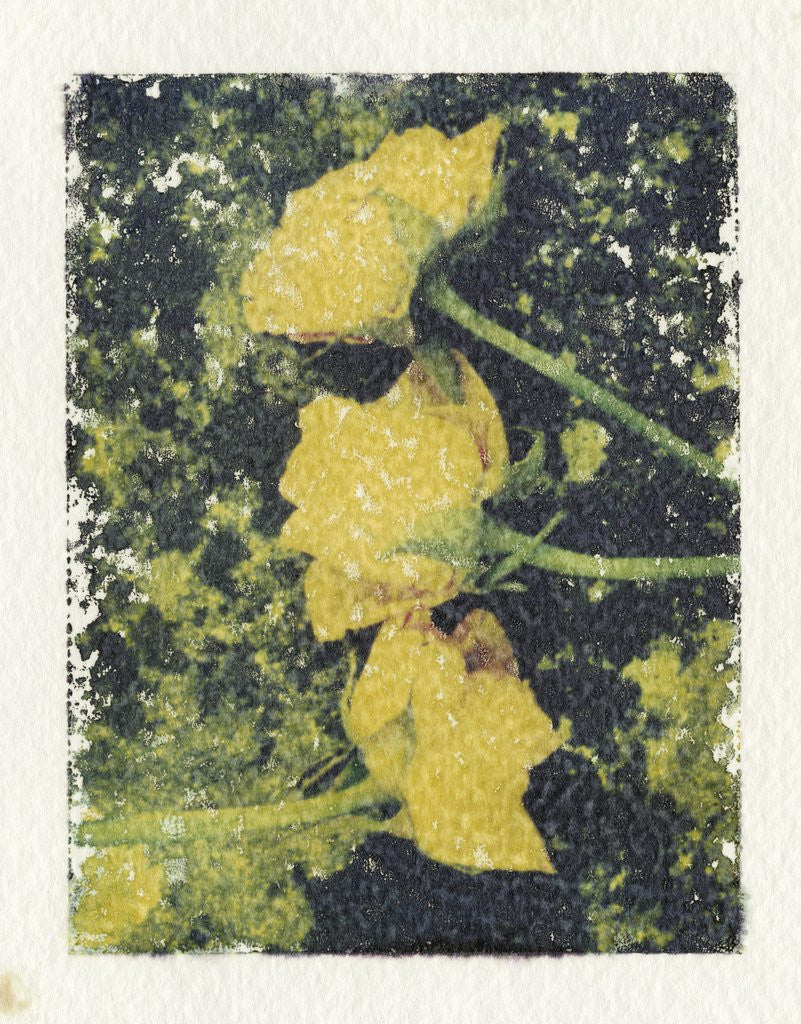 Detail of Sad Roses by Kim Koza