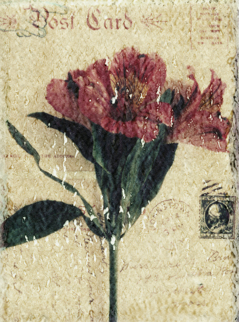 Detail of Postcard and Flower by Kim Koza
