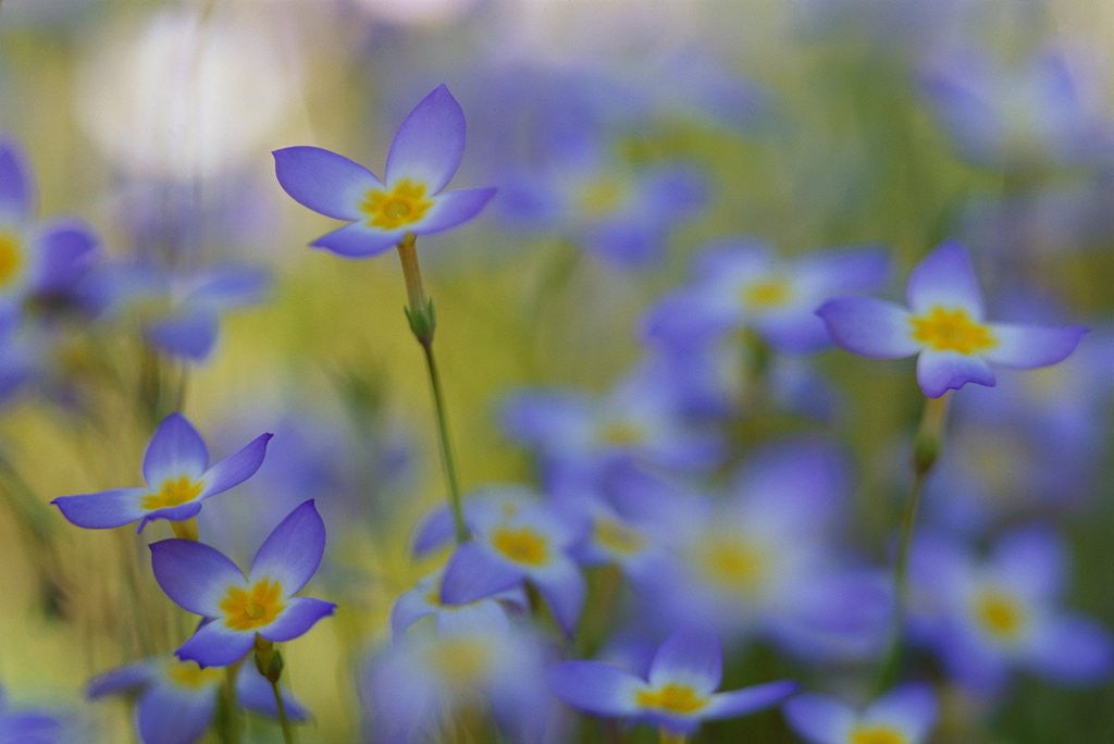 Detail of Bluets Close-Up by Anonymous