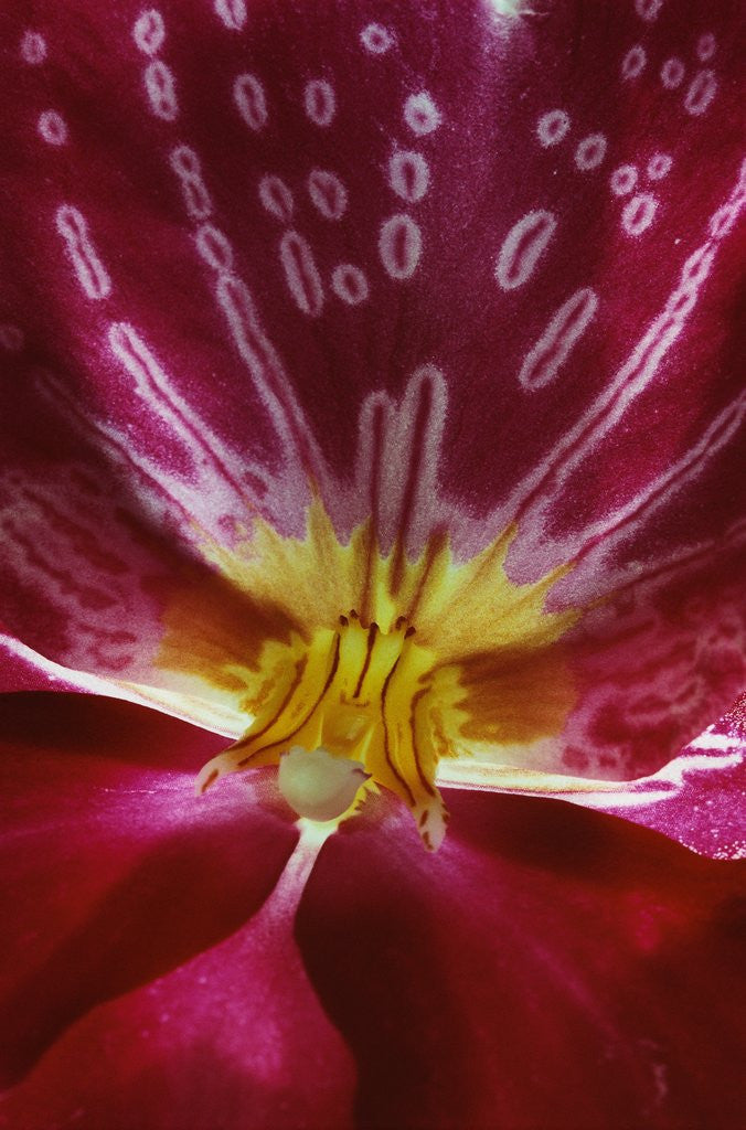 Detail of Close-up of an Orchid by Anonymous