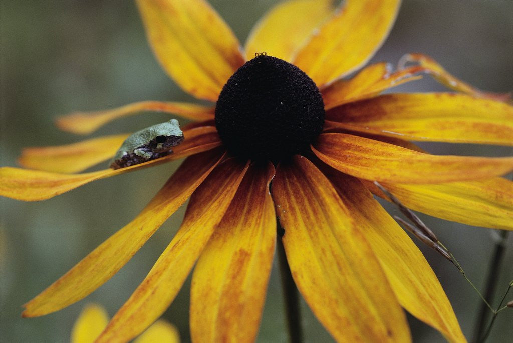 Detail of Wildflower with Frog by Susan C. Rosenthal