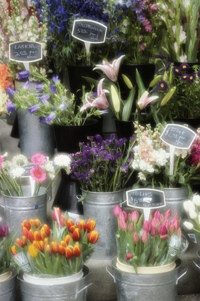 Detail of Flowers for Sale by Susan C. Rosenthal