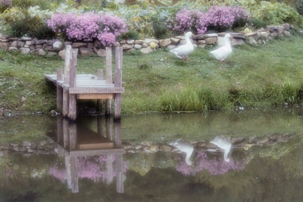 Detail of Duck Pond by Susan C. Rosenthal