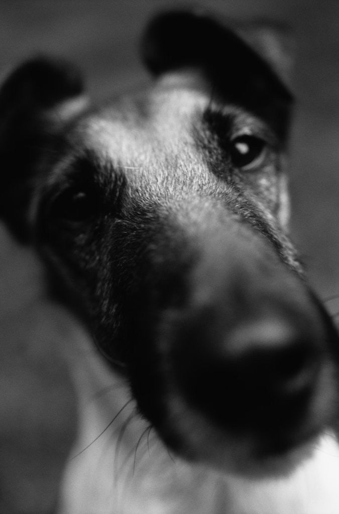Detail of Smooth Fox Terrier by Anonymous