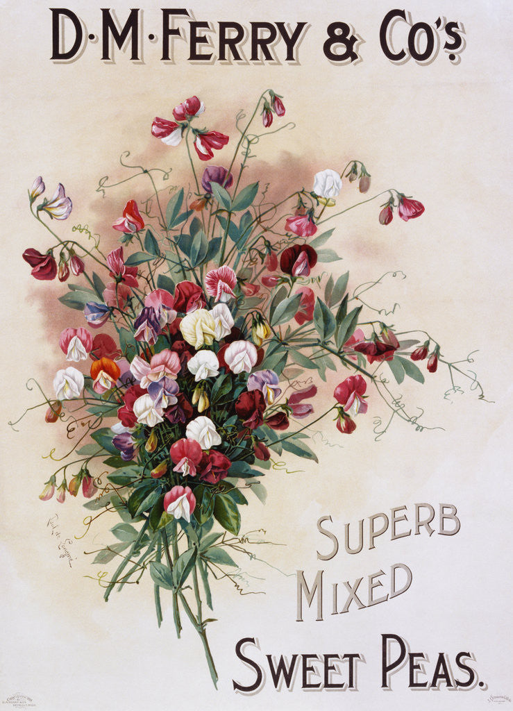 Detail of D.M. Ferry & Co.'s Superb Mixed Sweet Peas Poster by Corbis