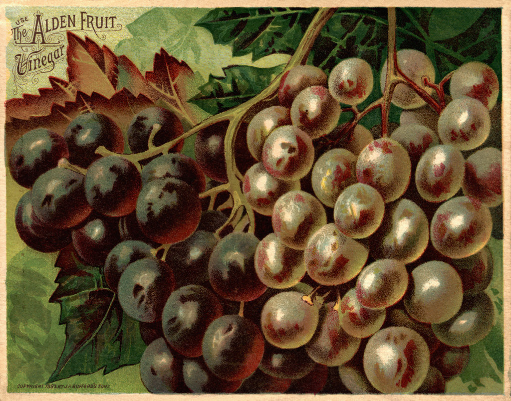 Detail of Alden Fruit Vinegar, Grapes Postcard Advertisement by Anonymous