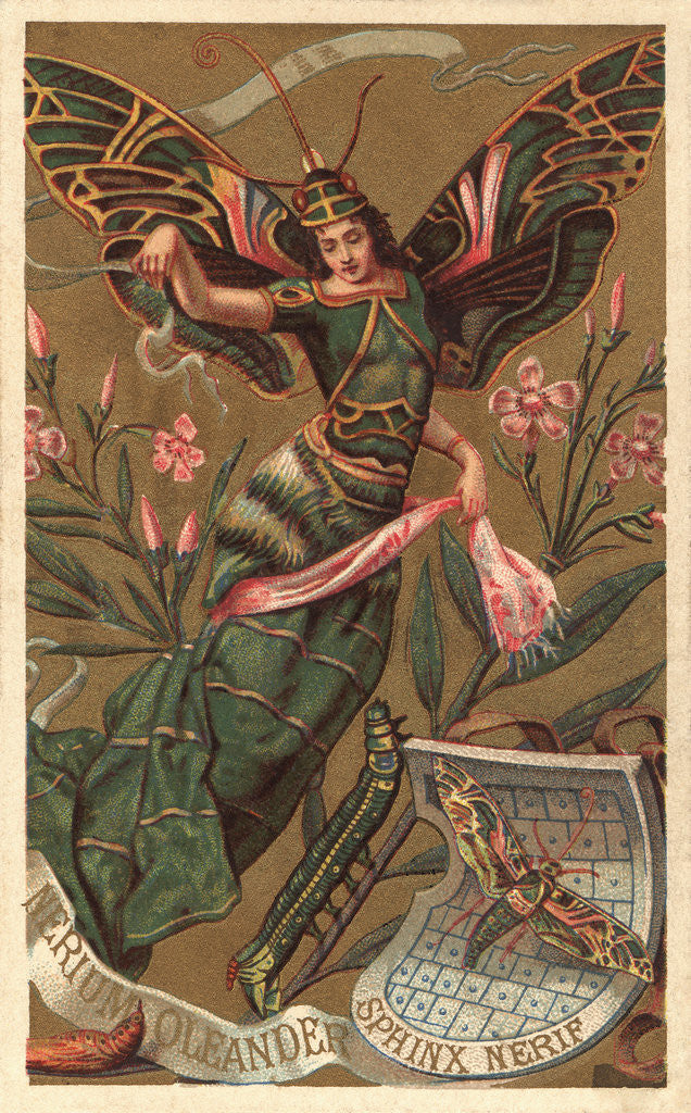 Detail of Nerium Oleander Perfume Advertisement by Anonymous