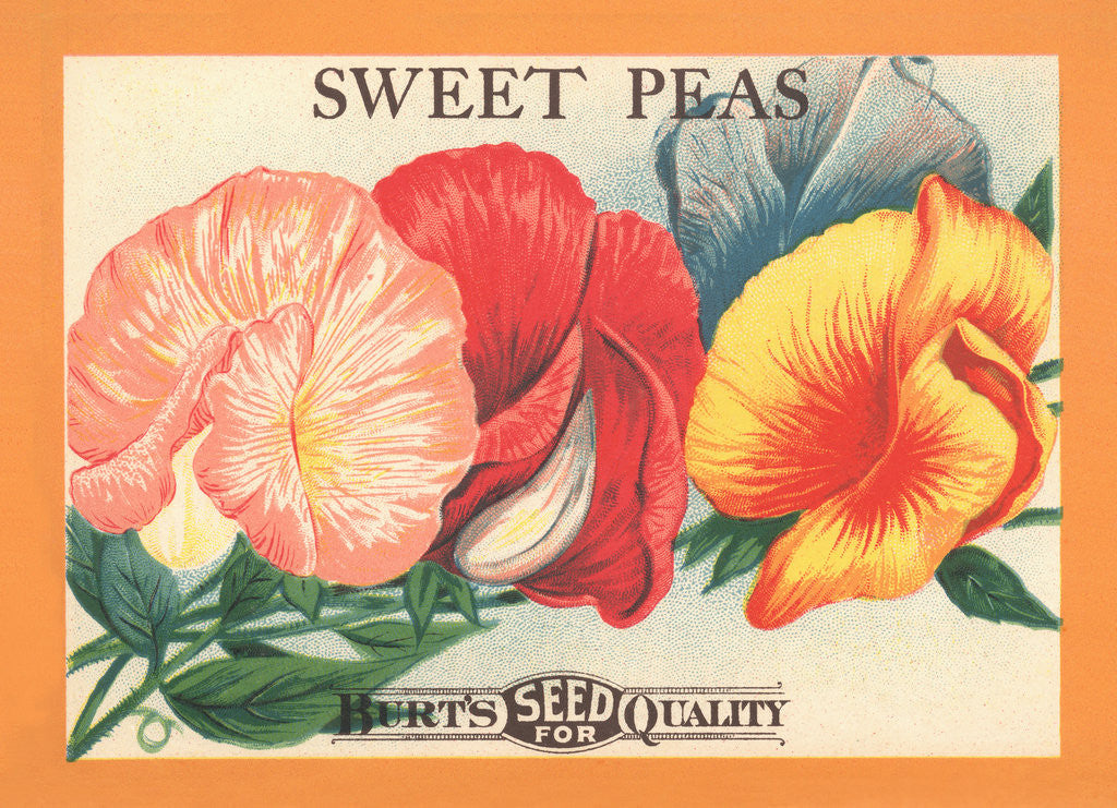 Detail of Sweet Peas Flower Seeds Package Label by Anonymous