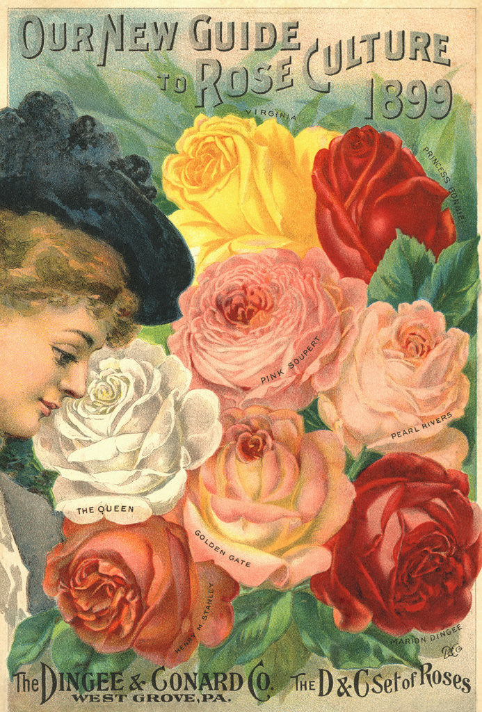 Detail of Our New Guide to Rose Culture, 1899 Catalog Cover for The Dingee & Conard Co. by Anonymous