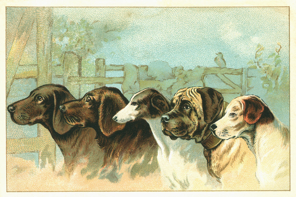 Detail of Trade Card with the Profiles of Five Different Dog Breeds by Anonymous