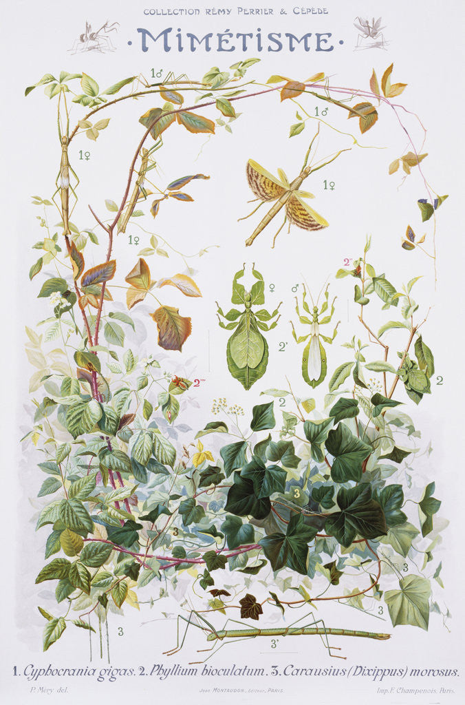 Detail of Mimetisme Educational Poster by P. Mery