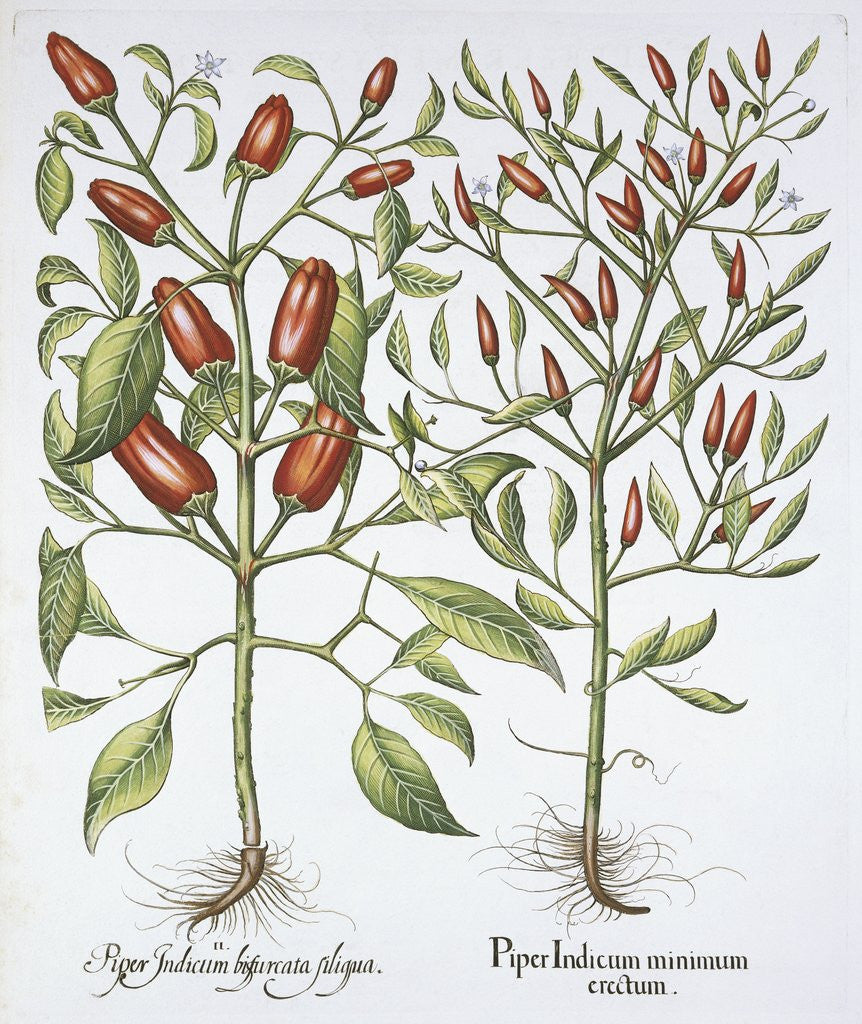 Detail of Piper Indicum by Basil Besler