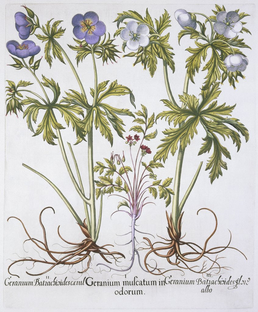 Detail of Geranium Muscatum by Basil Besler