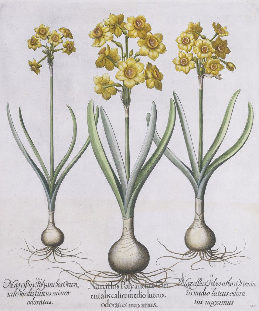 Detail of Narcissis Polyanthus by Basil Besler