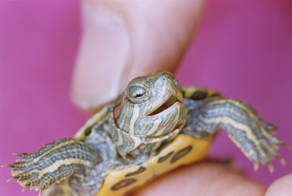 Detail of Small Turtle by Corbis