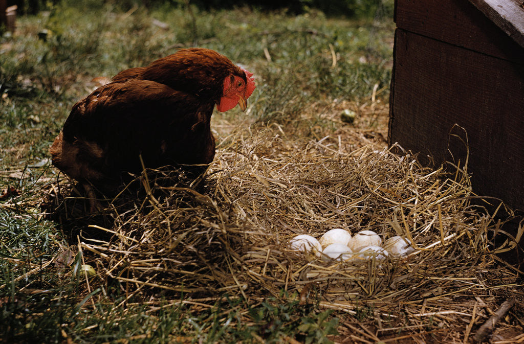 Detail of Chicken Looking at Nest of Eggs by Anonymous