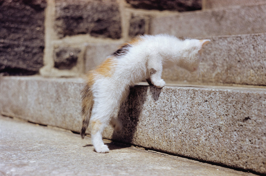 Detail of Kitten Climbing Stairs by Anonymous