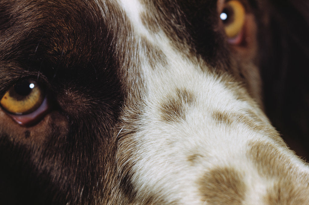 Detail of Close-up of Dog by Corbis