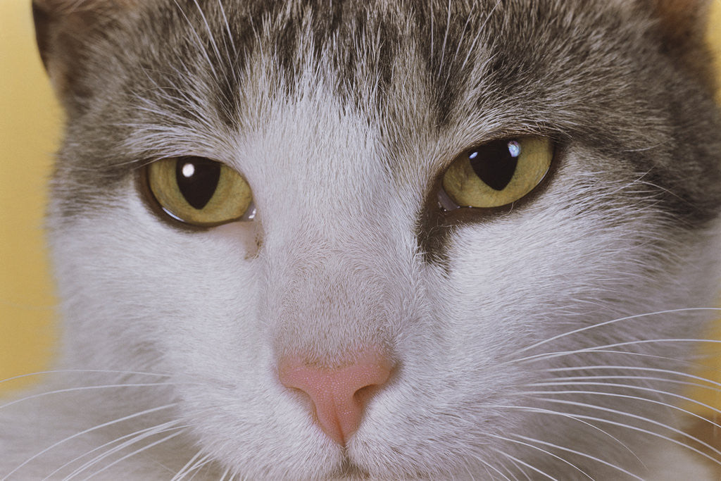Detail of Face of a Cat by Corbis