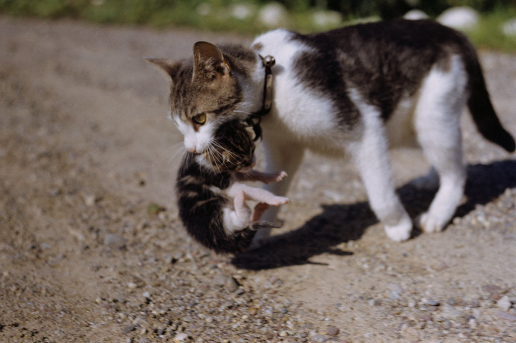 Detail of Cat Carrying a Kitten by Corbis