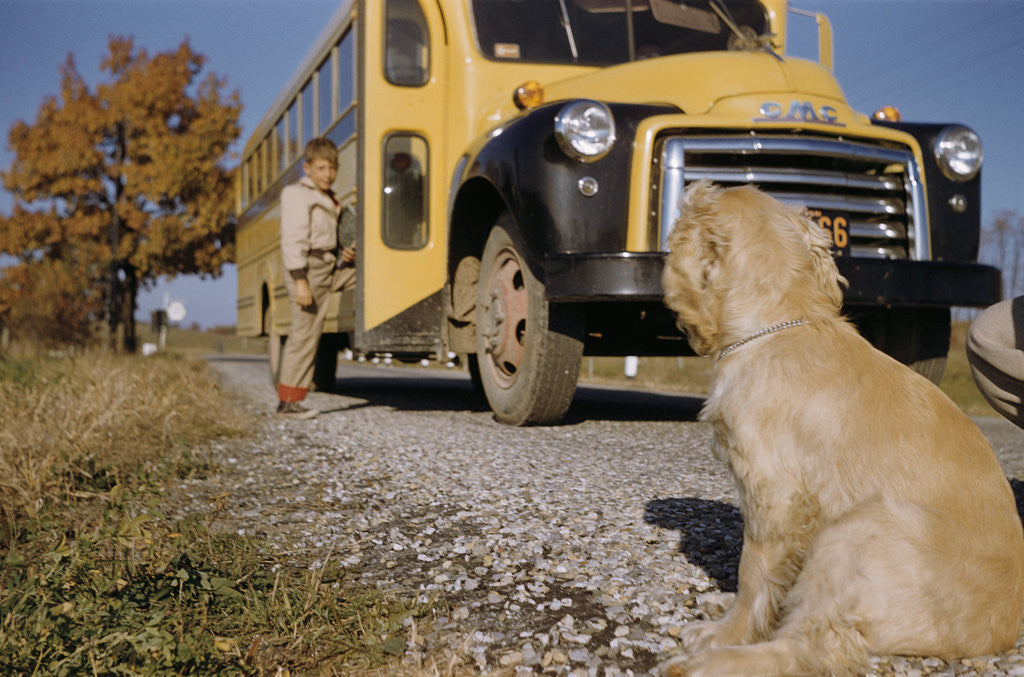 Detail of Faithful Dog Watching Boy Enter School Bus by Anonymous