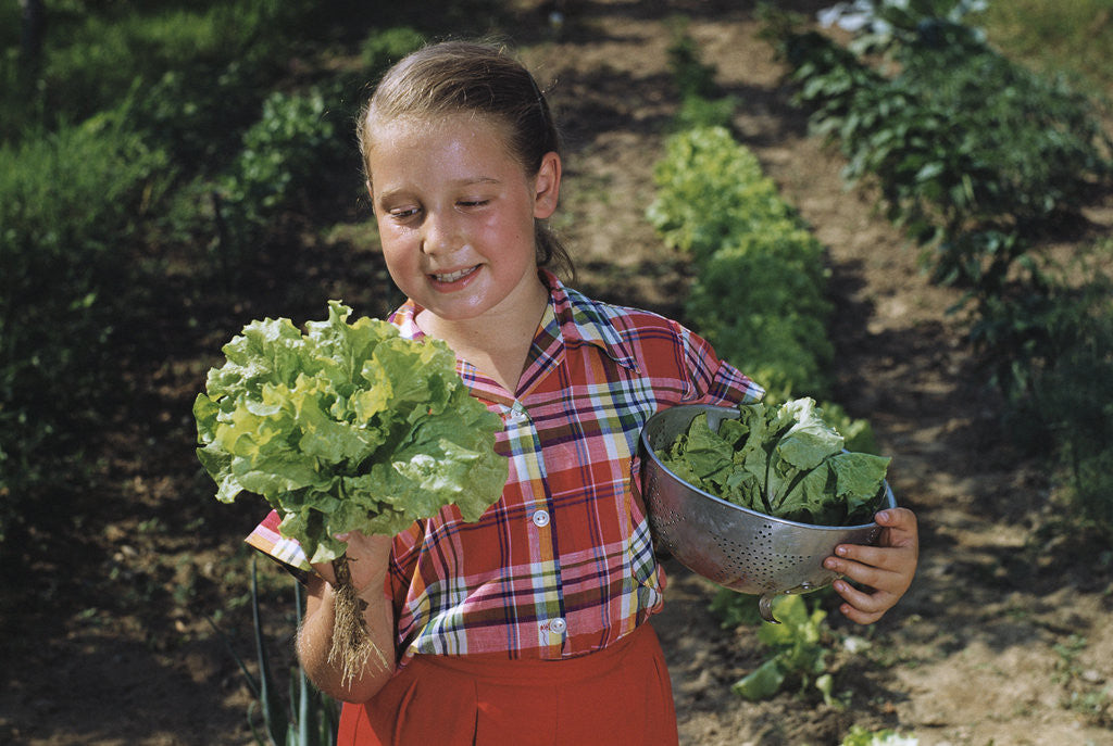 Detail of Girl Holding Head of Lettuce in Garden by Corbis