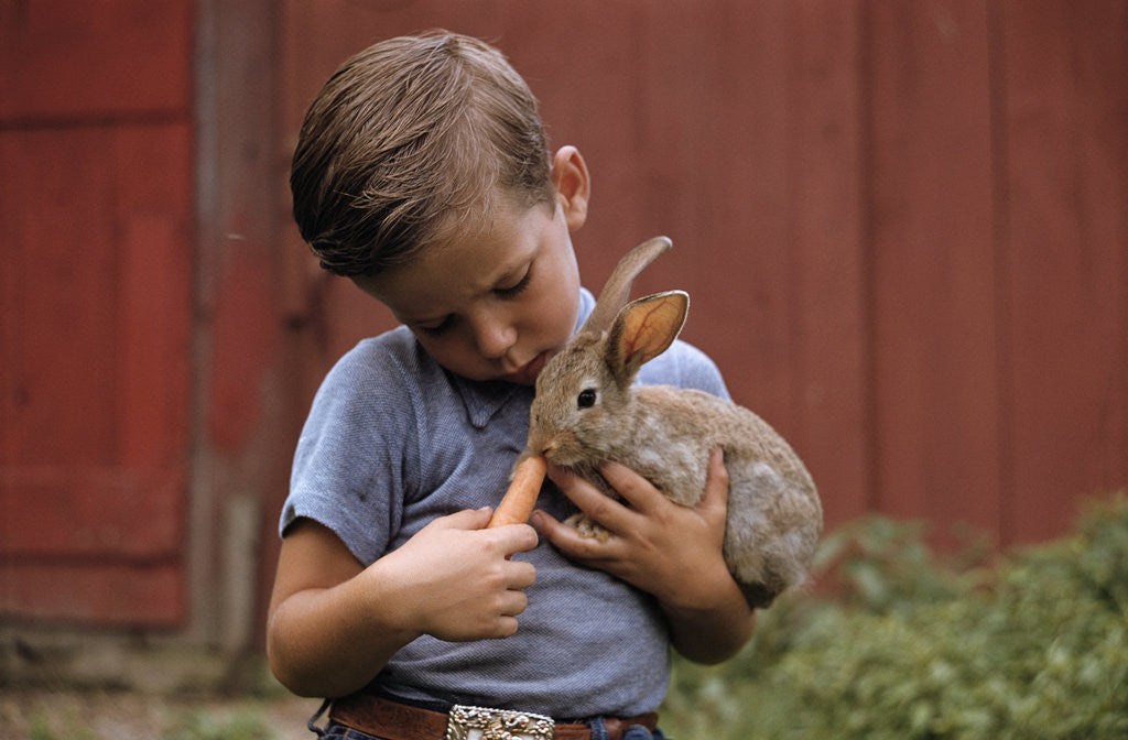 Detail of Boy Feeding a Rabbit by Corbis