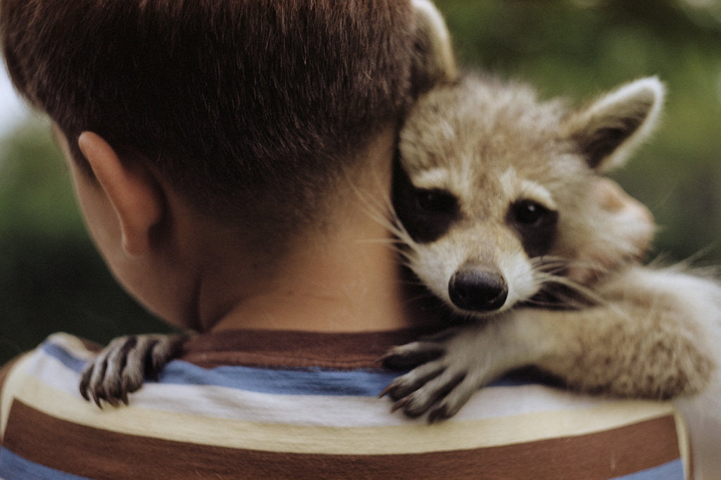 Detail of Boy Holding a Raccoon by Anonymous