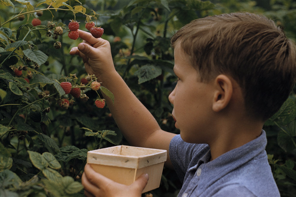 Detail of Boy Picking Raspberries by Anonymous