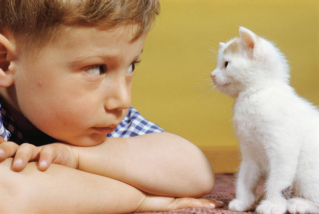 Detail of Boy Looking at White Kitten by Anonymous