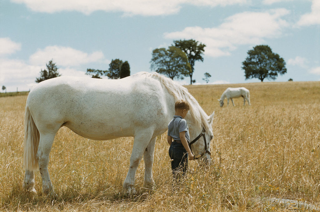 Detail of Boy Standing with Horse in a Field by Anonymous