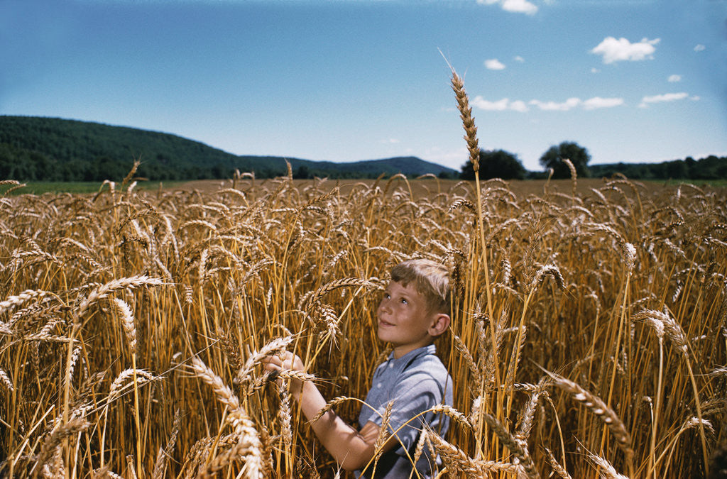 Detail of Boy Standing in Field of Wheat by Anonymous