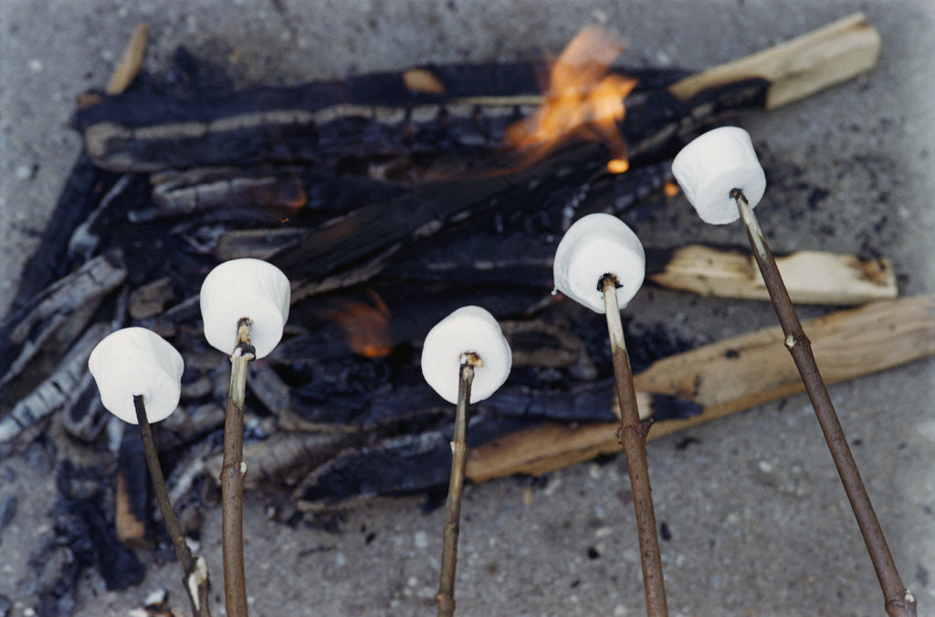 Detail of Cooking Marshmallows over Campfire by Corbis