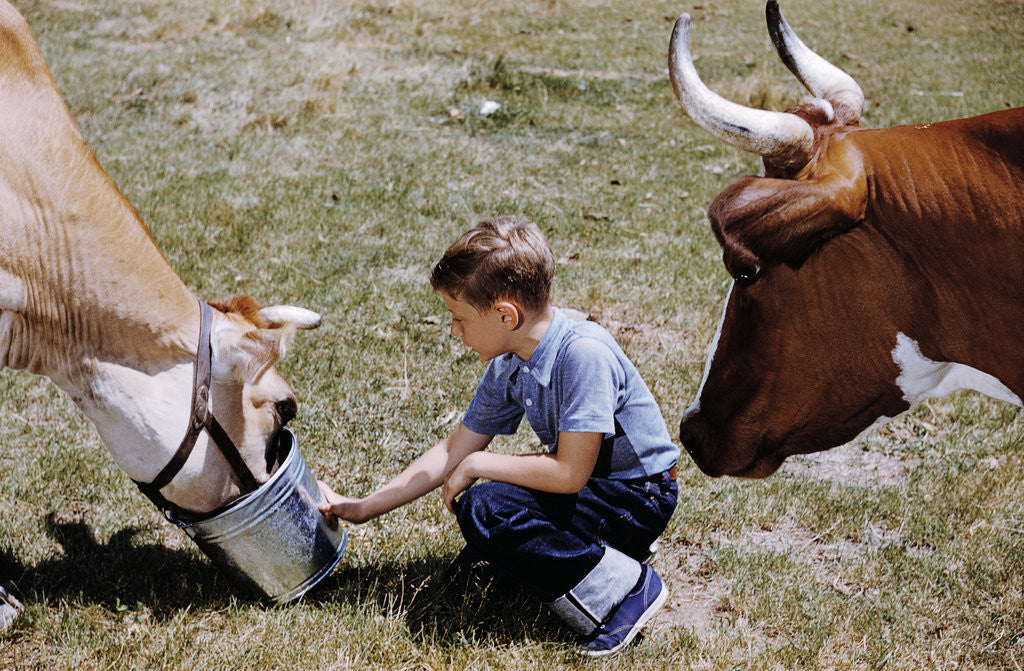 Detail of Boy Feeding Cows by Anonymous