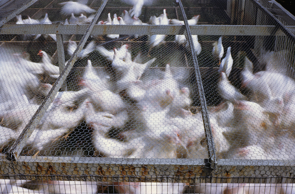 Detail of Crates of Chickens by Anonymous