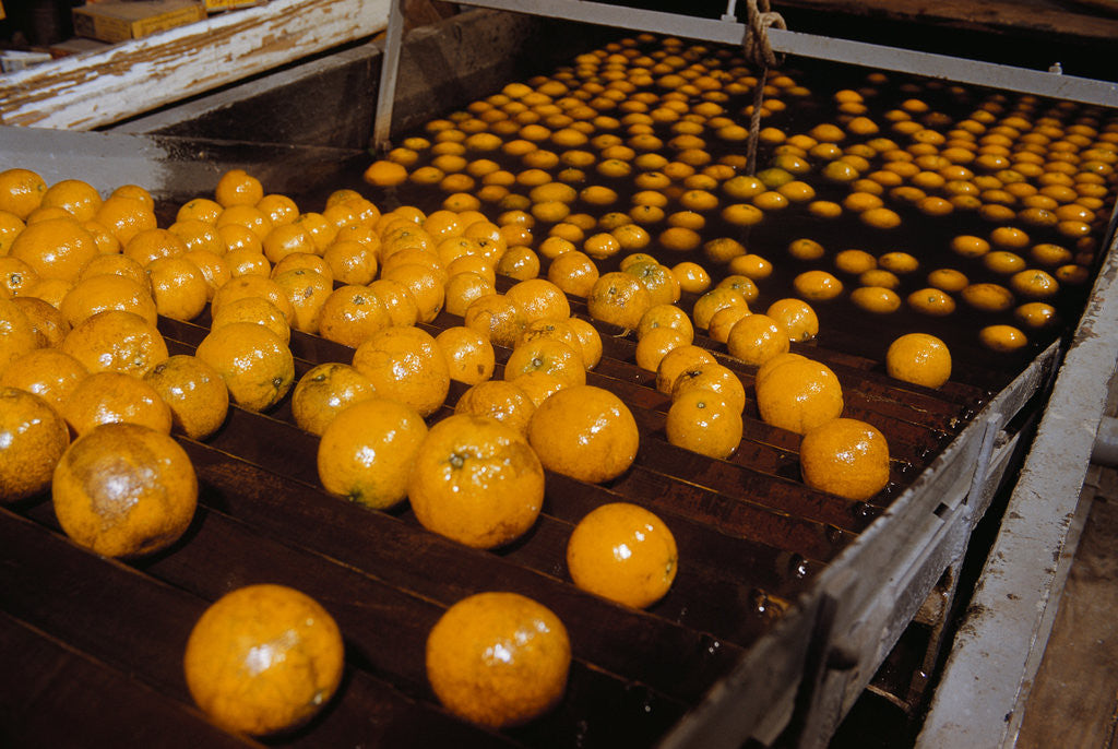 Detail of Oranges on Conveyor by Anonymous