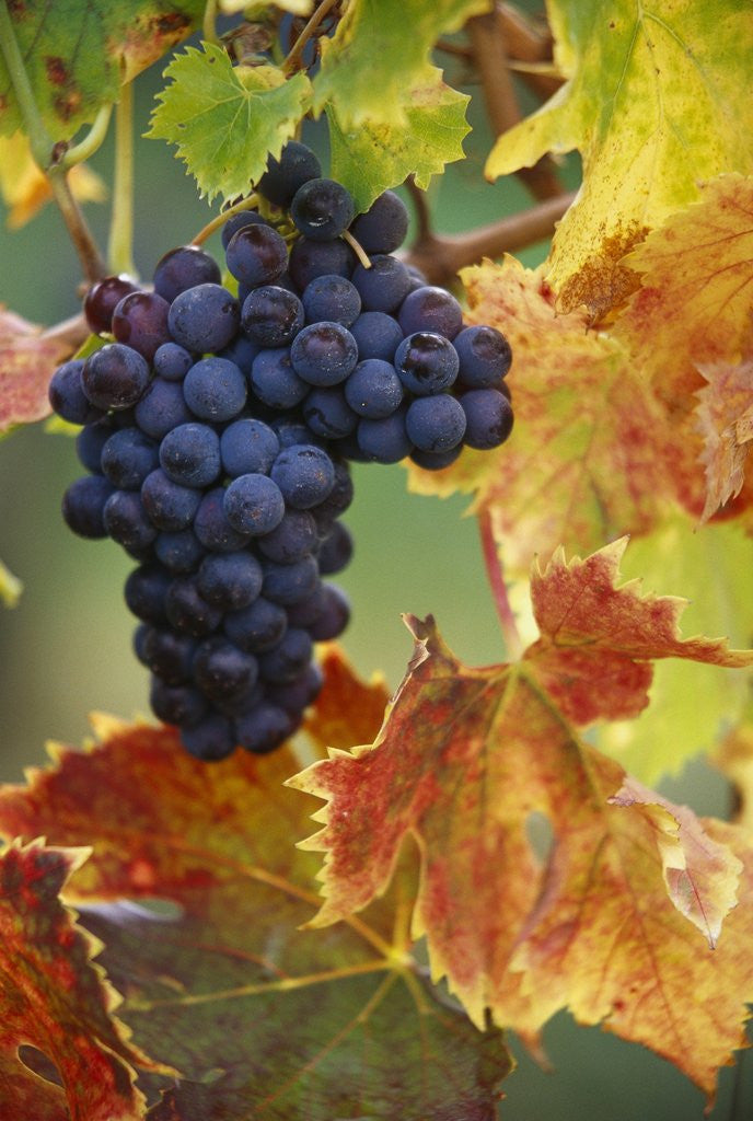 Detail of Grapes on a Vine by Anonymous