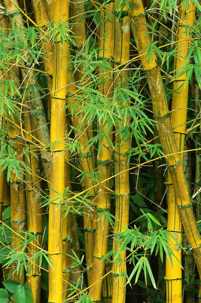 Detail of Bamboo Plants by Anonymous