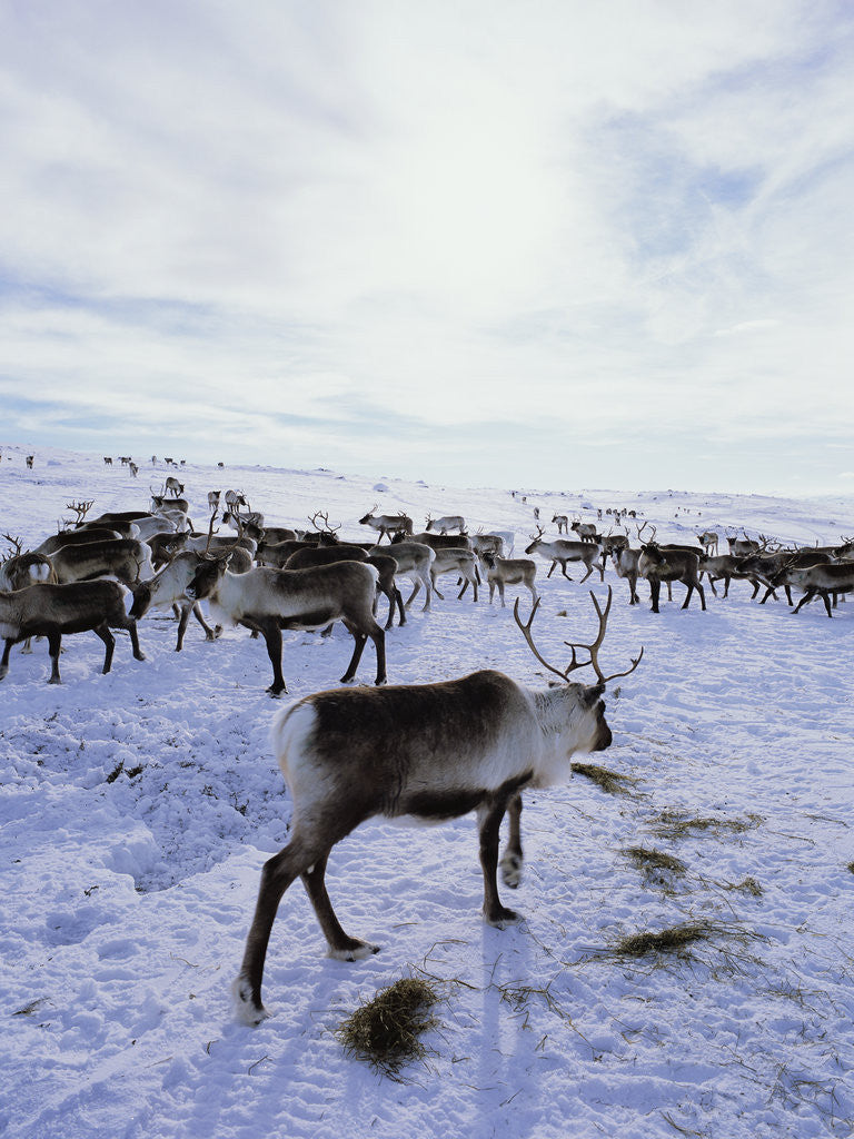 Detail of Reindeer Herd Gathering in Snow by Anonymous