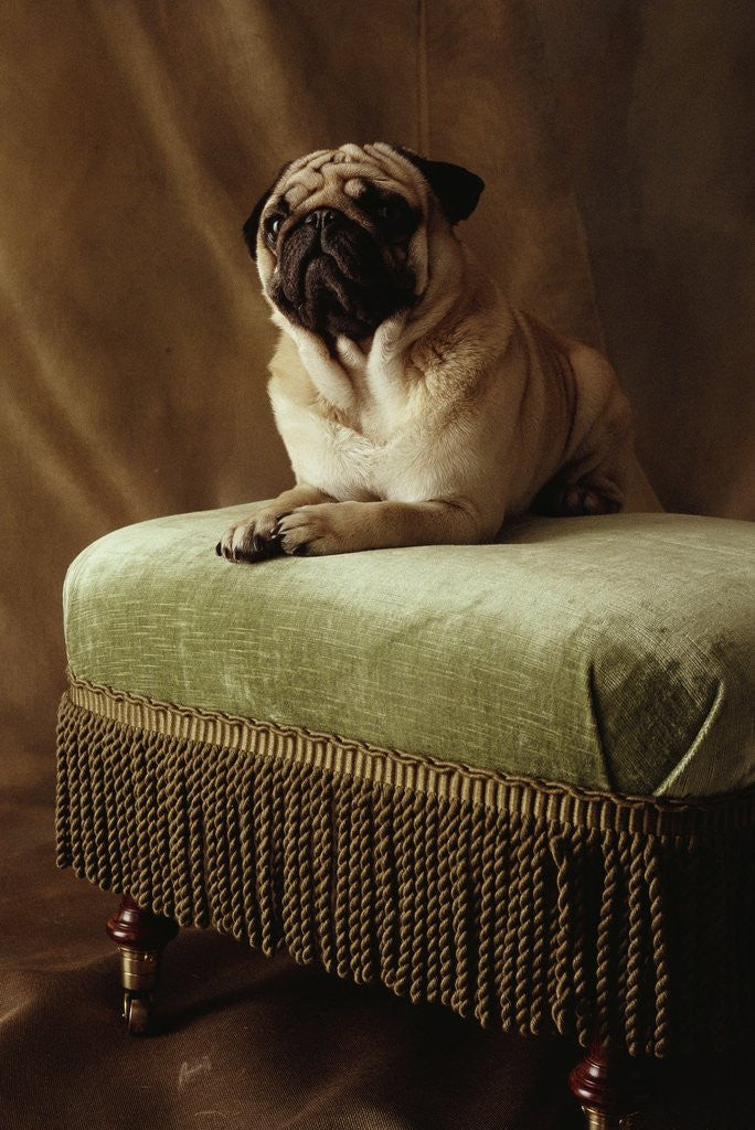 Detail of Pug Sitting on Stool by Corbis